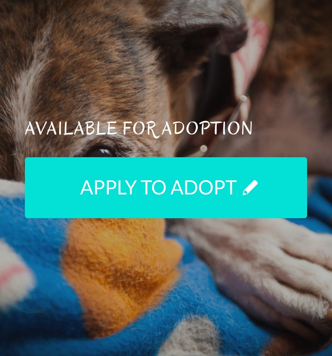 112 Carlota Galgos